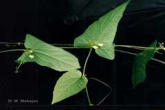 Solena amplexicaulis